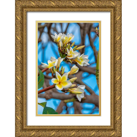 Plumeria Gold Ornate Wood Framed Art Print with Double Matting by Engelbrecht, Lisa S.