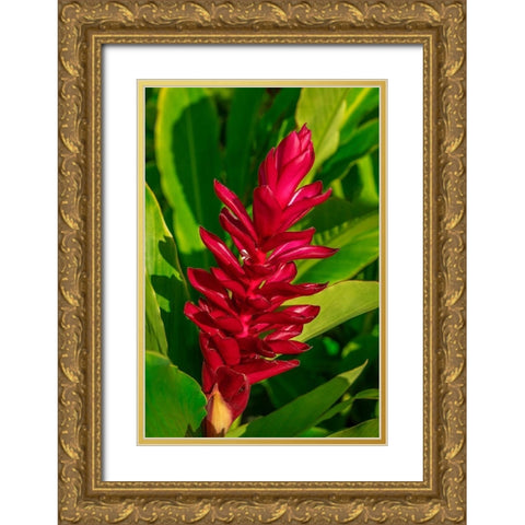 Red Ginger plant Gold Ornate Wood Framed Art Print with Double Matting by Engelbrecht, Lisa S.