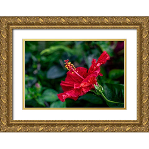 Red Hibiscus Gold Ornate Wood Framed Art Print with Double Matting by Engelbrecht, Lisa S.