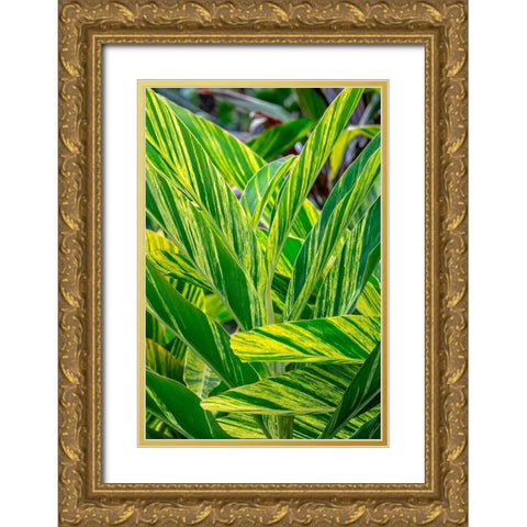 Shell ginger plant Gold Ornate Wood Framed Art Print with Double Matting by Engelbrecht, Lisa S.