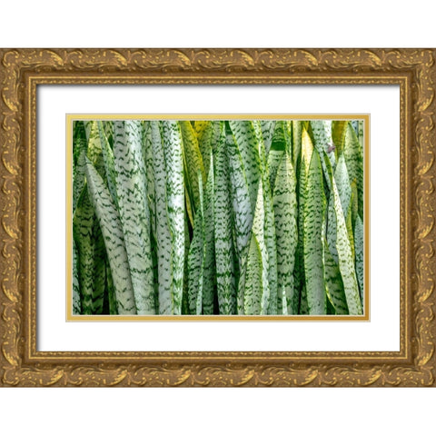 Snake plant-Mother-in-laws tongue Gold Ornate Wood Framed Art Print with Double Matting by Engelbrecht, Lisa S.