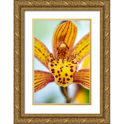 Speckled yellow Orchid Gold Ornate Wood Framed Art Print with Double Matting by Engelbrecht, Lisa S.