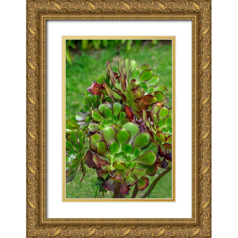 Stonecrop plant Gold Ornate Wood Framed Art Print with Double Matting by Engelbrecht, Lisa S.