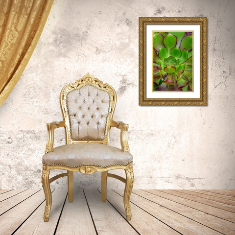 Stonecrop plant Gold Ornate Wood Framed Art Print with Double Matting by Engelbrecht, Lisa S.