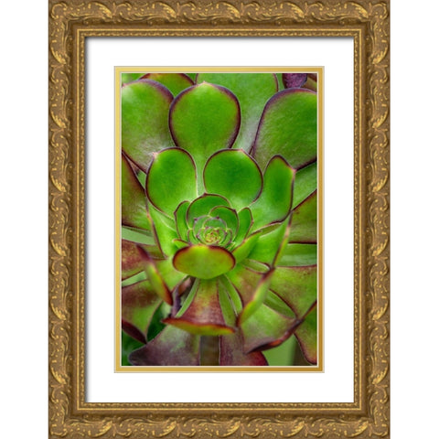 Stonecrop plant Gold Ornate Wood Framed Art Print with Double Matting by Engelbrecht, Lisa S.