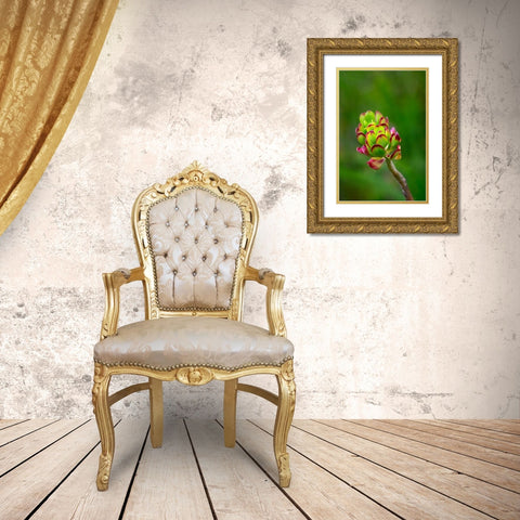 Stonecrop-Sedum Gold Ornate Wood Framed Art Print with Double Matting by Engelbrecht, Lisa S.