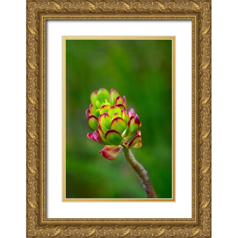 Stonecrop-Sedum Gold Ornate Wood Framed Art Print with Double Matting by Engelbrecht, Lisa S.