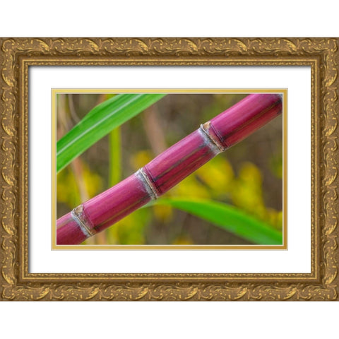 Sugar Cane Gold Ornate Wood Framed Art Print with Double Matting by Engelbrecht, Lisa S.