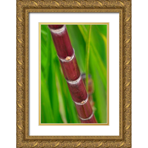 Sugar Cane Gold Ornate Wood Framed Art Print with Double Matting by Engelbrecht, Lisa S.