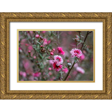 Tea tree flower Gold Ornate Wood Framed Art Print with Double Matting by Engelbrecht, Lisa S.