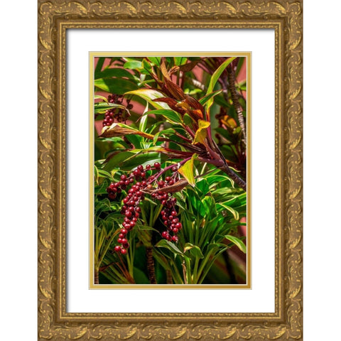 Ti Plant berries Gold Ornate Wood Framed Art Print with Double Matting by Engelbrecht, Lisa S.