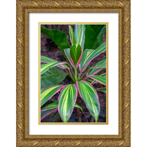 Ti Plant-Cordyline fruticosa Gold Ornate Wood Framed Art Print with Double Matting by Engelbrecht, Lisa S.