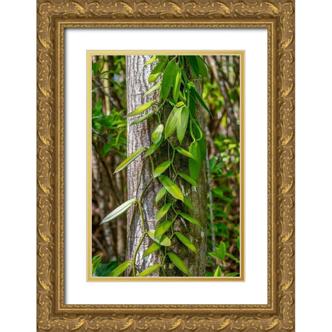 Vanilla Orchid vine Gold Ornate Wood Framed Art Print with Double Matting by Engelbrecht, Lisa S.