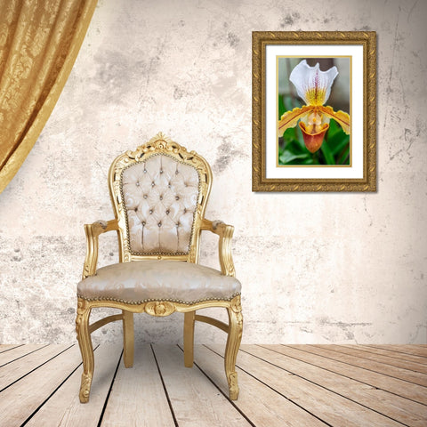 Venus Slipper Orchid Gold Ornate Wood Framed Art Print with Double Matting by Engelbrecht, Lisa S.