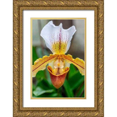 Venus Slipper Orchid Gold Ornate Wood Framed Art Print with Double Matting by Engelbrecht, Lisa S.