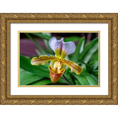 Venus Slipper Orchid Gold Ornate Wood Framed Art Print with Double Matting by Engelbrecht, Lisa S.
