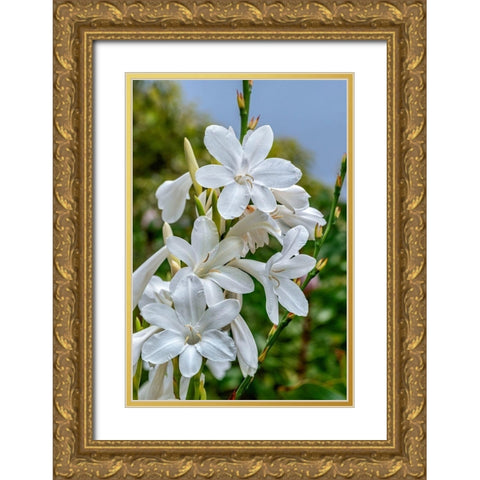 White Gladiolus Gold Ornate Wood Framed Art Print with Double Matting by Engelbrecht, Lisa S.