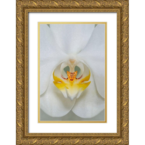White Orchid Gold Ornate Wood Framed Art Print with Double Matting by Engelbrecht, Lisa S.