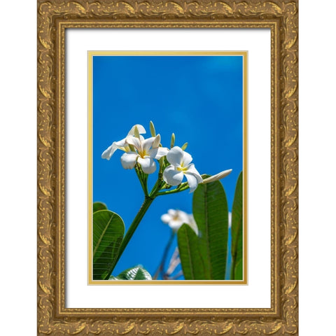 White Plumeria Gold Ornate Wood Framed Art Print with Double Matting by Engelbrecht, Lisa S.