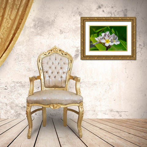White Plumeria Gold Ornate Wood Framed Art Print with Double Matting by Engelbrecht, Lisa S.