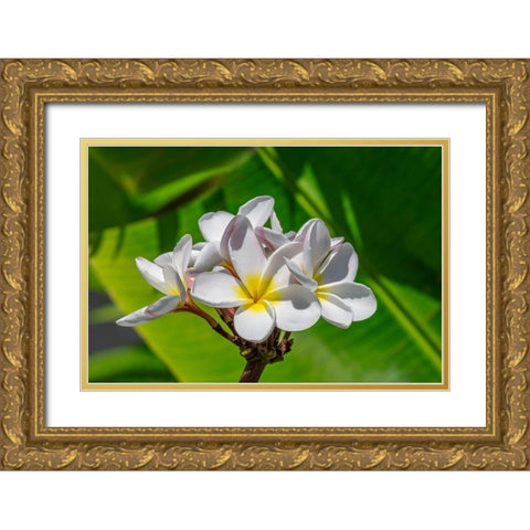 White Plumeria Gold Ornate Wood Framed Art Print with Double Matting by Engelbrecht, Lisa S.