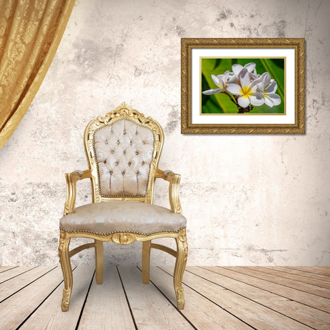 White Plumeria Gold Ornate Wood Framed Art Print with Double Matting by Engelbrecht, Lisa S.