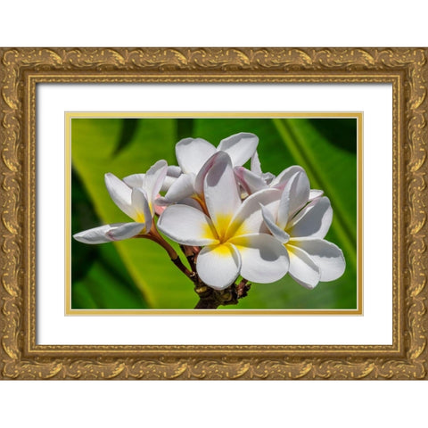 White Plumeria Gold Ornate Wood Framed Art Print with Double Matting by Engelbrecht, Lisa S.
