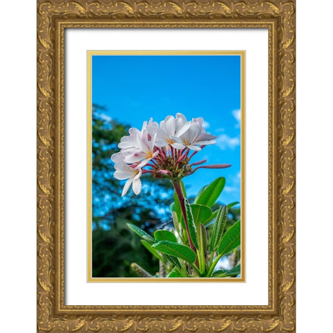 White Plumeria Gold Ornate Wood Framed Art Print with Double Matting by Engelbrecht, Lisa S.