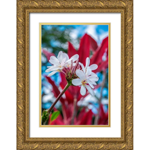 White Plumeria Gold Ornate Wood Framed Art Print with Double Matting by Engelbrecht, Lisa S.