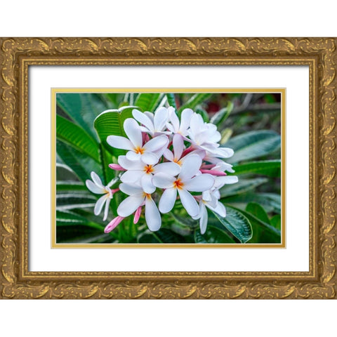White Plumeria Gold Ornate Wood Framed Art Print with Double Matting by Engelbrecht, Lisa S.
