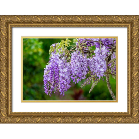 Wisteria Gold Ornate Wood Framed Art Print with Double Matting by Engelbrecht, Lisa S.