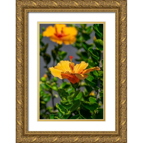 Yellow Hibiscus Gold Ornate Wood Framed Art Print with Double Matting by Engelbrecht, Lisa S.