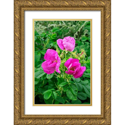 Beach rose Gold Ornate Wood Framed Art Print with Double Matting by Engelbrecht, Lisa S.