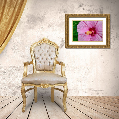 Swamp Rose Mallow Gold Ornate Wood Framed Art Print with Double Matting by Engelbrecht, Lisa S.