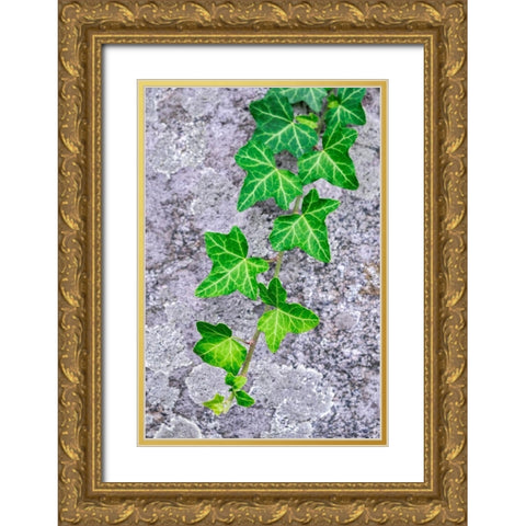Ivy growing on granite Gold Ornate Wood Framed Art Print with Double Matting by Engelbrecht, Lisa S.