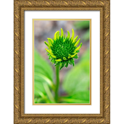 Coneflower starting to bloom Gold Ornate Wood Framed Art Print with Double Matting by Engelbrecht, Lisa S.