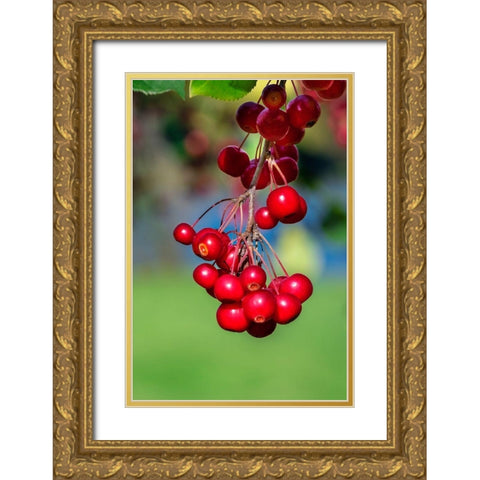 Cockspur Hawthorn-fruit Gold Ornate Wood Framed Art Print with Double Matting by Engelbrecht, Lisa S.