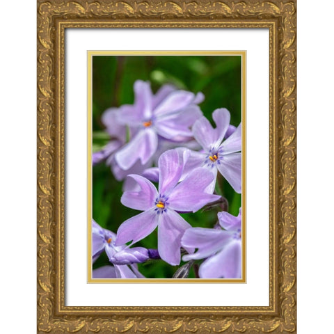 Creeping Phlox Gold Ornate Wood Framed Art Print with Double Matting by Engelbrecht, Lisa S.