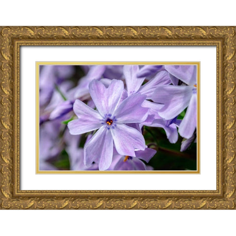 Creeping Phlox Gold Ornate Wood Framed Art Print with Double Matting by Engelbrecht, Lisa S.