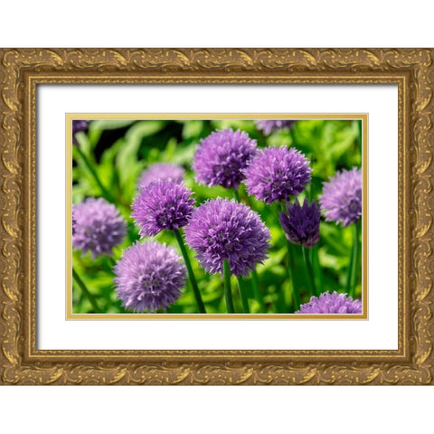 Chives Gold Ornate Wood Framed Art Print with Double Matting by Engelbrecht, Lisa S.