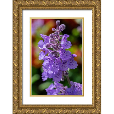Catmint Gold Ornate Wood Framed Art Print with Double Matting by Engelbrecht, Lisa S.