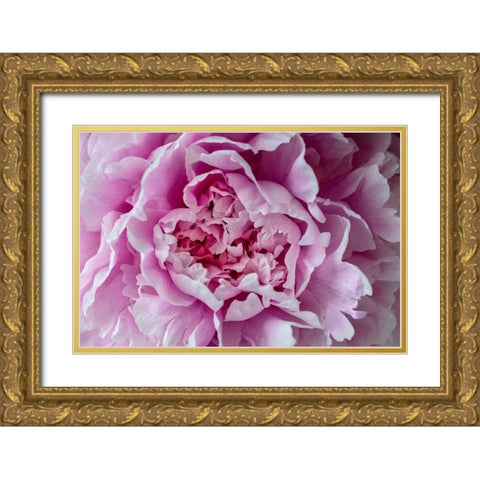 Pink Peony Gold Ornate Wood Framed Art Print with Double Matting by Engelbrecht, Lisa S.