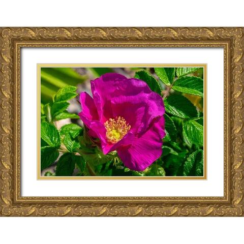 Beach rose Gold Ornate Wood Framed Art Print with Double Matting by Engelbrecht, Lisa S.