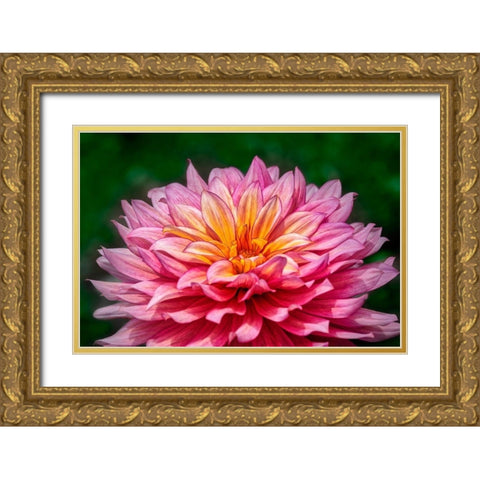 Pink and Yellow Dahlia Gold Ornate Wood Framed Art Print with Double Matting by Engelbrecht, Lisa S.