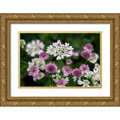 Greater Masterwort Gold Ornate Wood Framed Art Print with Double Matting by Engelbrecht, Lisa S.