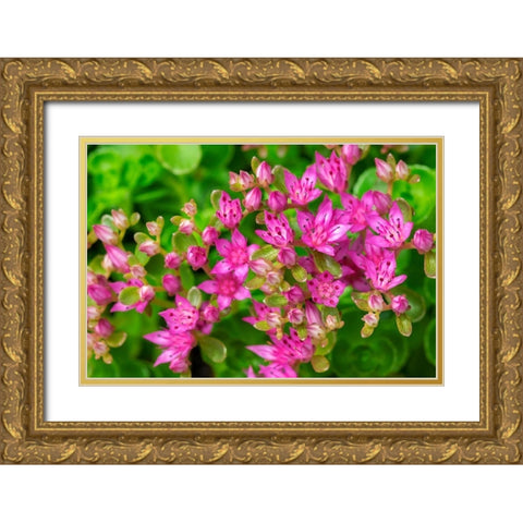 Pink Flowering Sedum Gold Ornate Wood Framed Art Print with Double Matting by Engelbrecht, Lisa S.