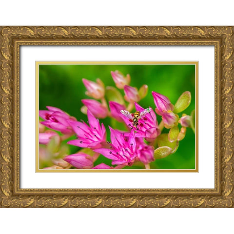 Hover Fly on Pink Flowering Sedum Gold Ornate Wood Framed Art Print with Double Matting by Engelbrecht, Lisa S.