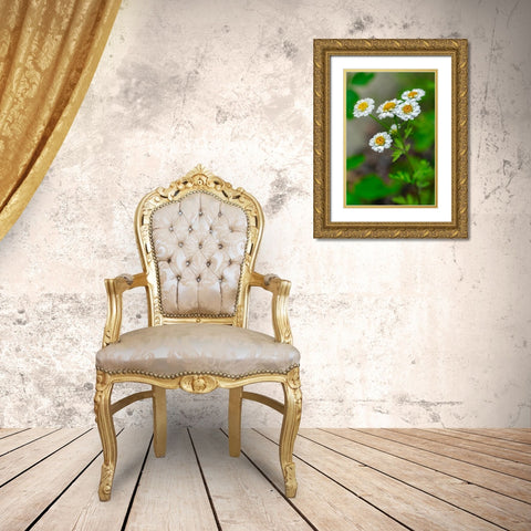 White Feverfew Gold Ornate Wood Framed Art Print with Double Matting by Engelbrecht, Lisa S.