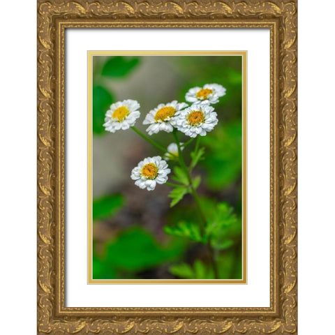White Feverfew Gold Ornate Wood Framed Art Print with Double Matting by Engelbrecht, Lisa S.