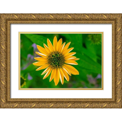 Yellow Coneflower Gold Ornate Wood Framed Art Print with Double Matting by Engelbrecht, Lisa S.